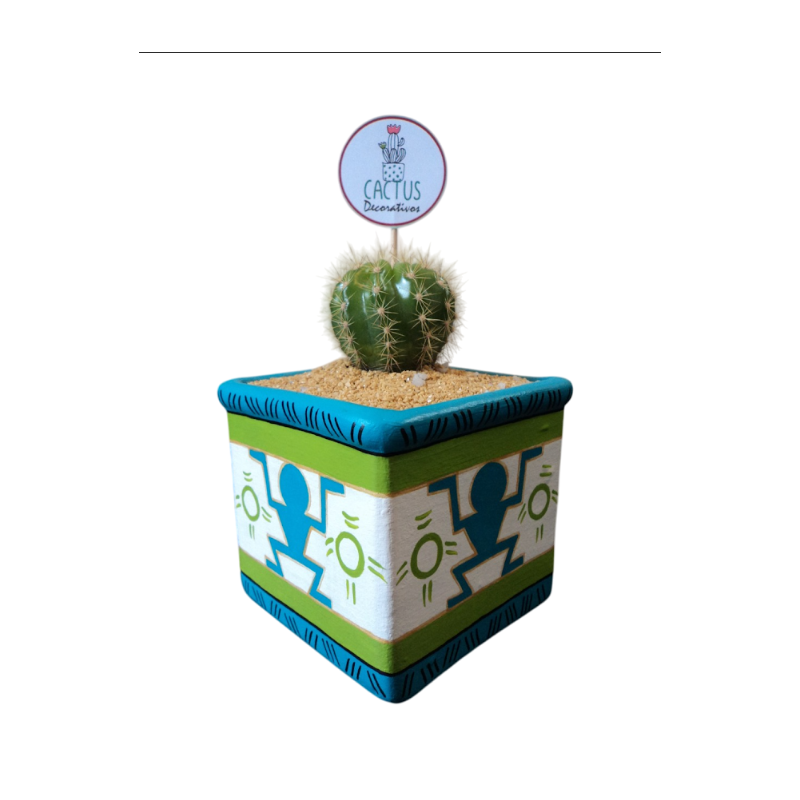 Cactus & Color